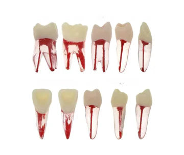 Acrylic teeth (For Endo)